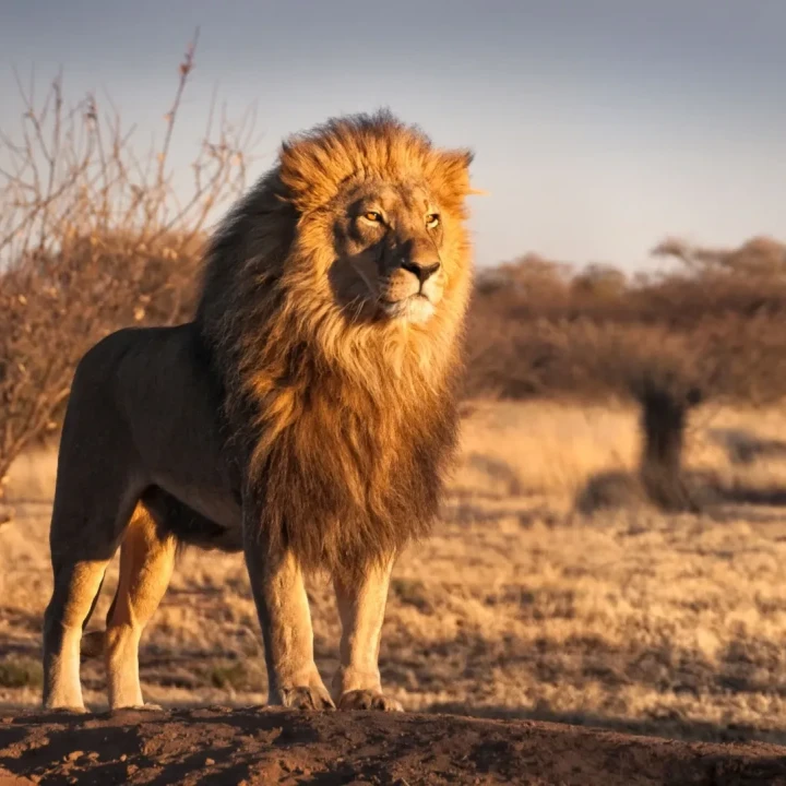 Africa de Sud, Cascada Victoria & Botswana, în inima Africii - plecare din Cluj Napoca